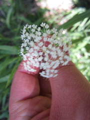 Perideridia parishii