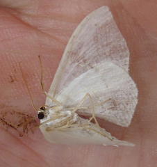 Problepsis aegretta aegretta