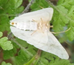 Problepsis aegretta aegretta