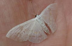 Problepsis aegretta aegretta