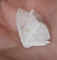 Problepsis aegretta aegretta