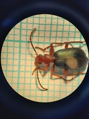 Brachinus crepitans