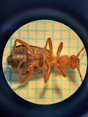 Brachinus crepitans