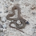 Chihuahuan Black-headed Snake - Photo (c) Ale Peña, some rights reserved (CC BY-NC-SA), uploaded by Ale Peña