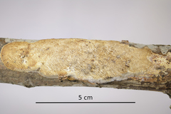 Dichomitus campestris