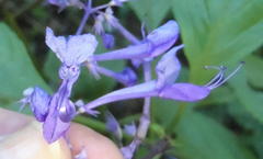 Plectranthus ecklonii