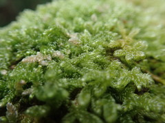 Hypnum chrysogaster