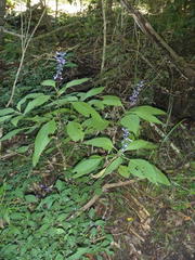 Plectranthus ecklonii