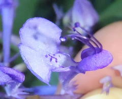 Plectranthus ecklonii