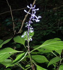 Plectranthus ecklonii