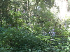 Plectranthus ecklonii