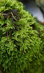 Hyocomium armoricum
