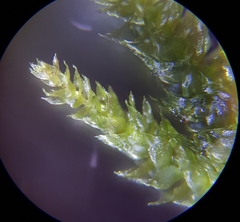 Hyocomium armoricum