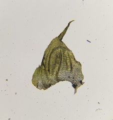 Hyocomium armoricum