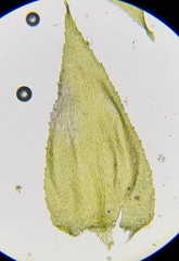 Hyocomium armoricum