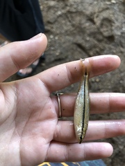 Notropis atrocaudalis