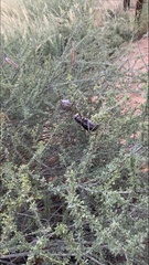 Acanthoplus discoidalis