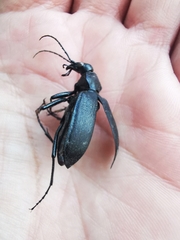 Calosoma