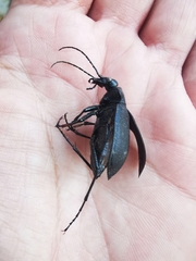 Calosoma