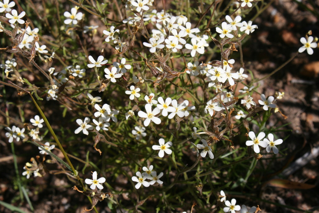 Polycarena subtilis