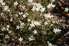 Polycarena batteniana