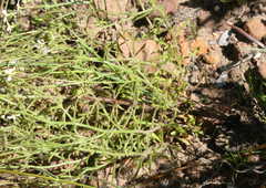 Polycarena batteniana