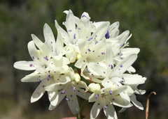 Codonorhiza fastigiata