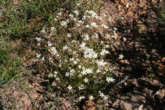 Polycarena batteniana