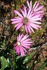 Gerbera sinuata