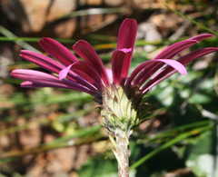 Gerbera sinuata