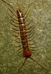 Lithobius variegatus rubriceps