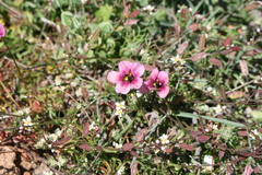 Heliophila diffusa diffusa