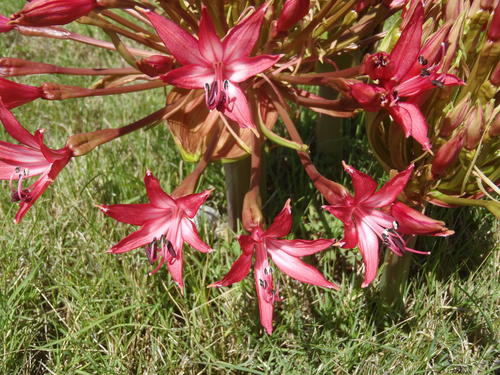 Brunsvigia gregaria