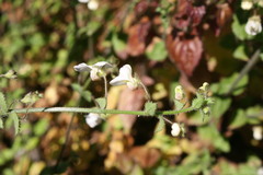 Nemesia acornis