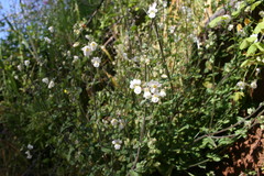 Nemesia acornis