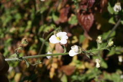 Nemesia acornis