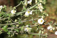 Nemesia acornis