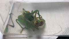 Eugryllacris comotti