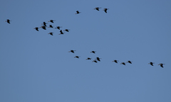 Plegadis falcinellus