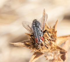 Diptera