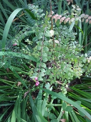Symphoricarpos