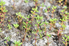 Rotala