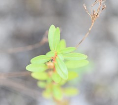 Rotala