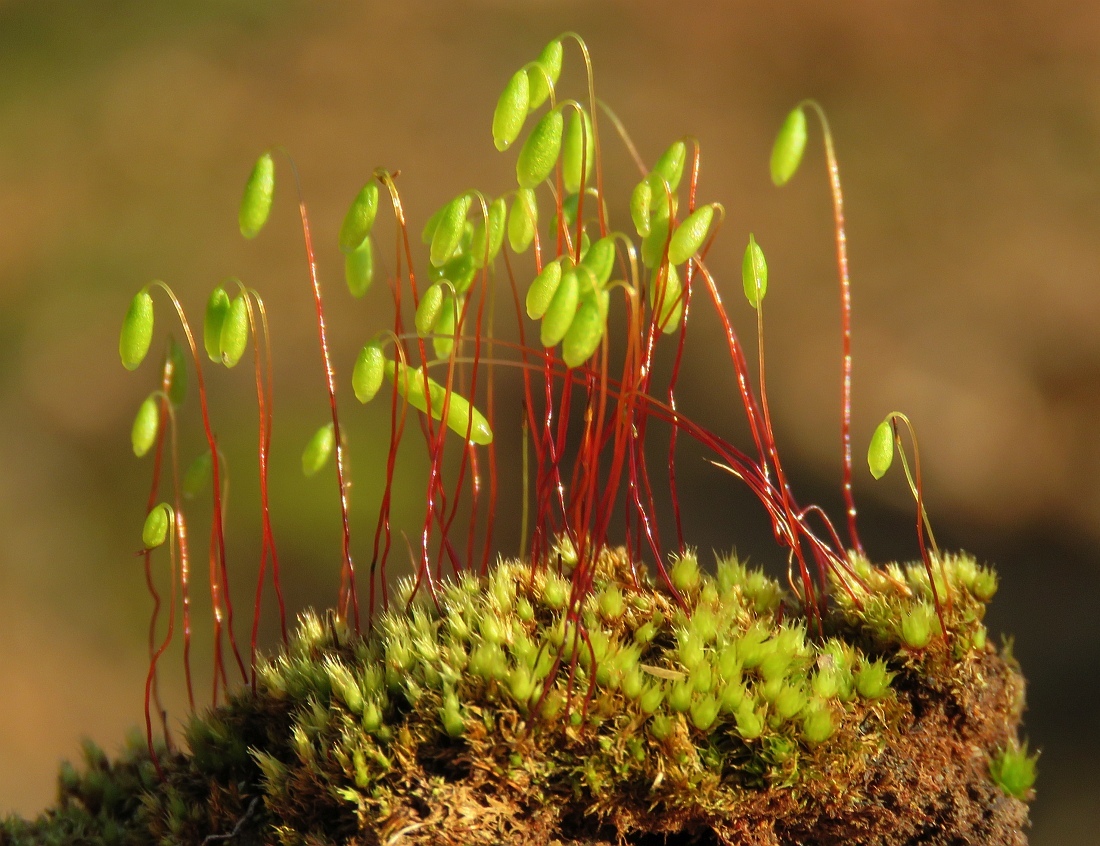 Pohlia nutans
