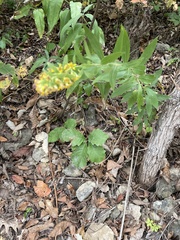 Solidago petiolaris