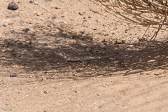 Acanthodactylus dumerilii