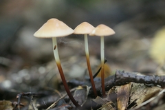 Marasmius cohaerens