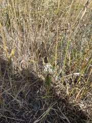 Symphyotrichum ericoides pansum