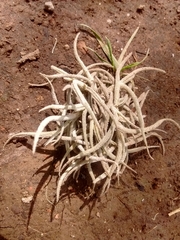 Tillandsia recurvata