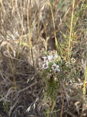 Symphyotrichum ericoides pansum